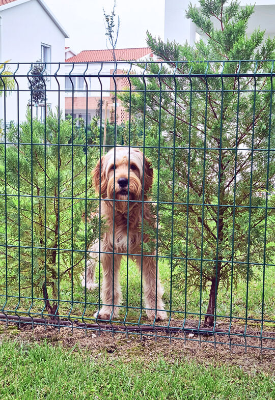 Hundeurlaub bearbeitet