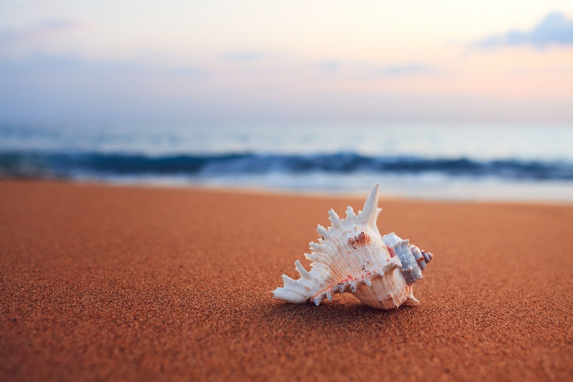 Bild Solche Muscheln findet man direkt vor dem Pareus Resort Caorle am Strand