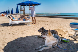 Baia Blu Beach - dogs enjoying the beach