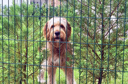 Hundeurlaub bearbeitet